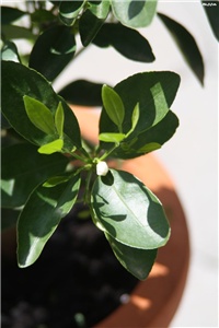 d0e2a3d0-IMG_7156 Calamondin.jpg